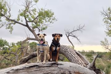 Morad Park Off Leash Area